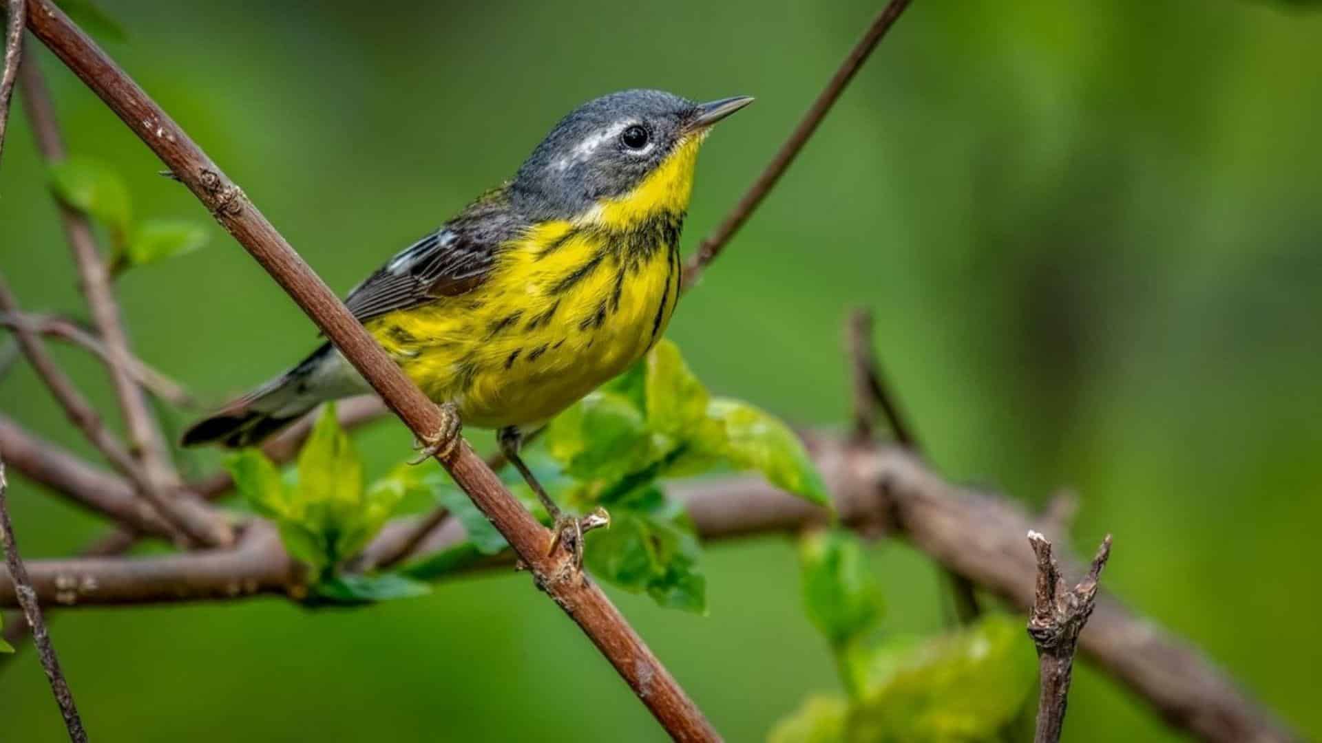 Bachmans_Warbler