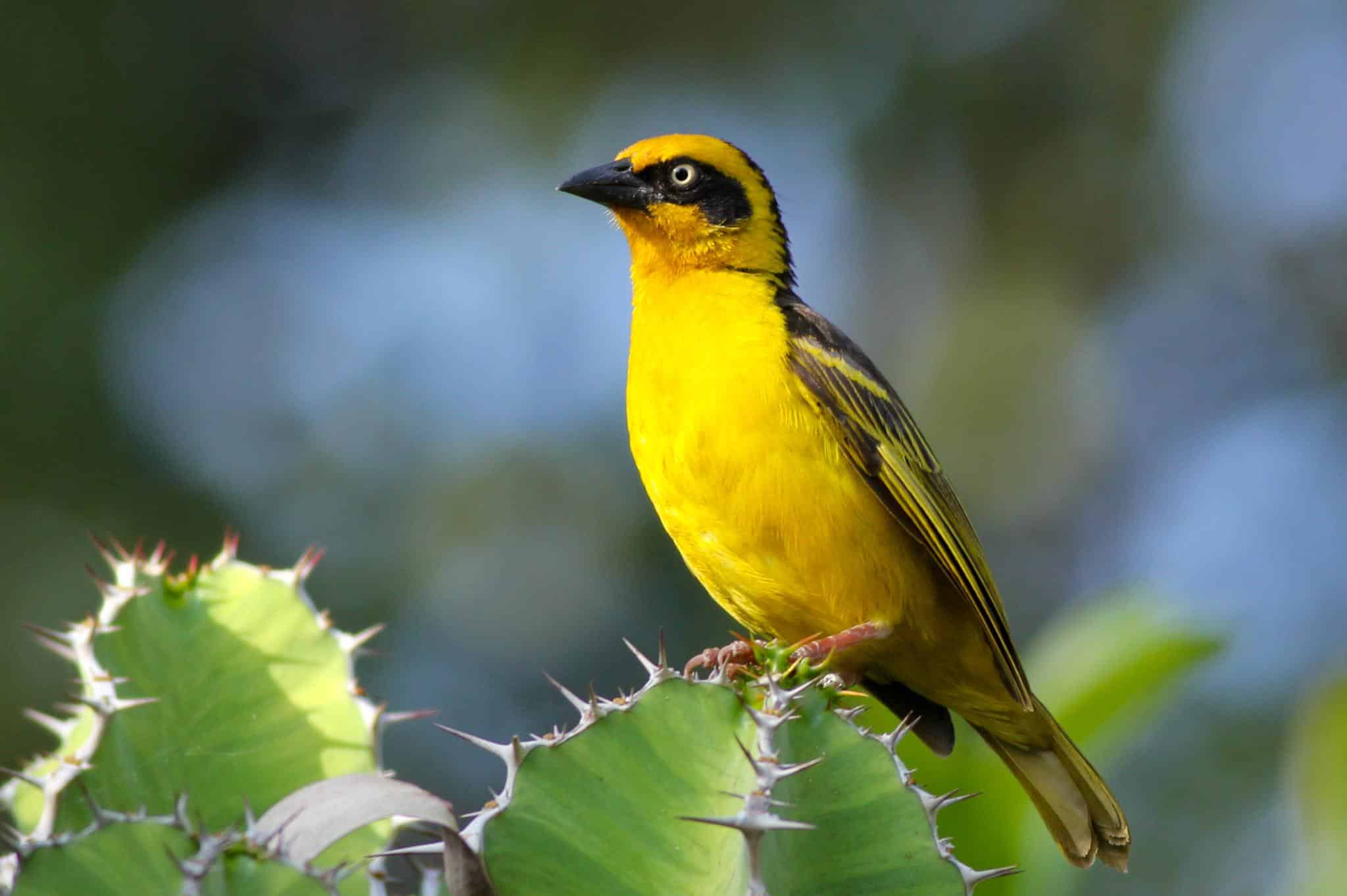 Baglafecht_Weaver