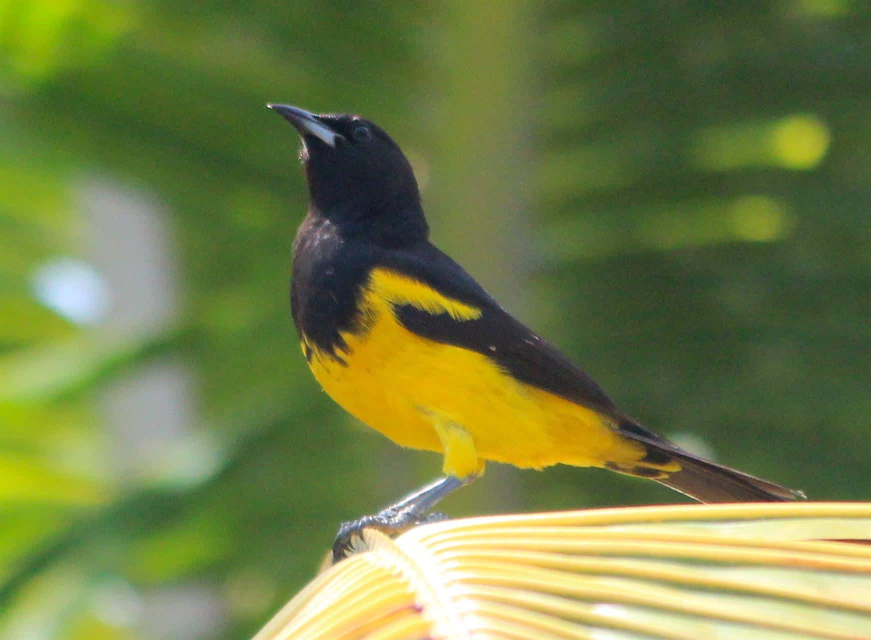 Bahama_Oriole