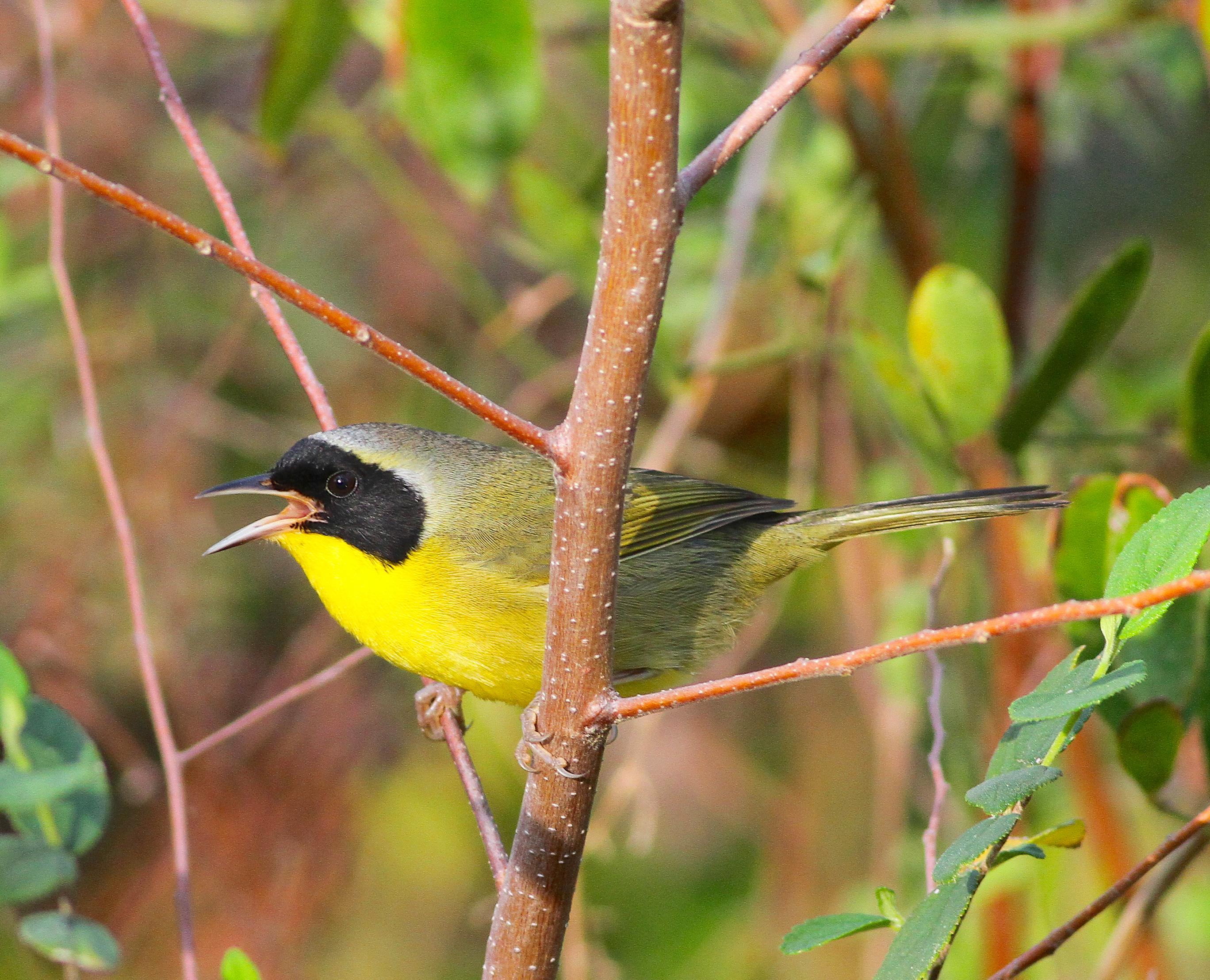 Bahama_Yellowthroat