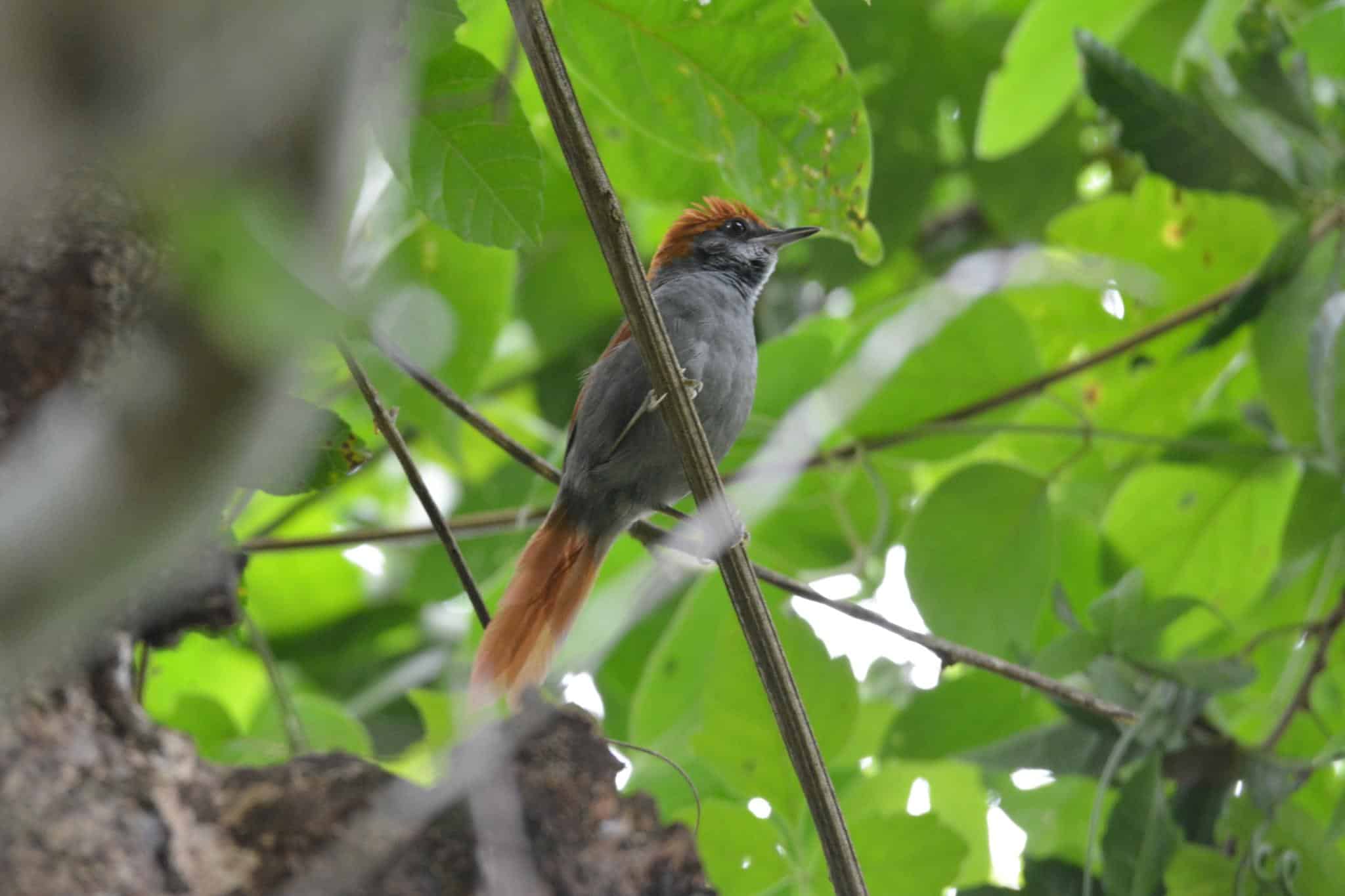 Bahia_Spinetail