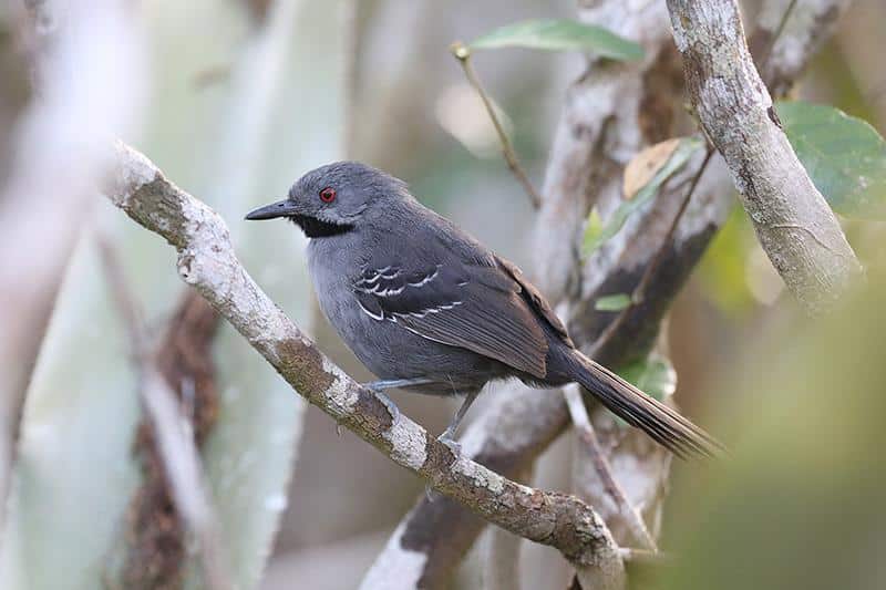 Bahia_Tapaculo