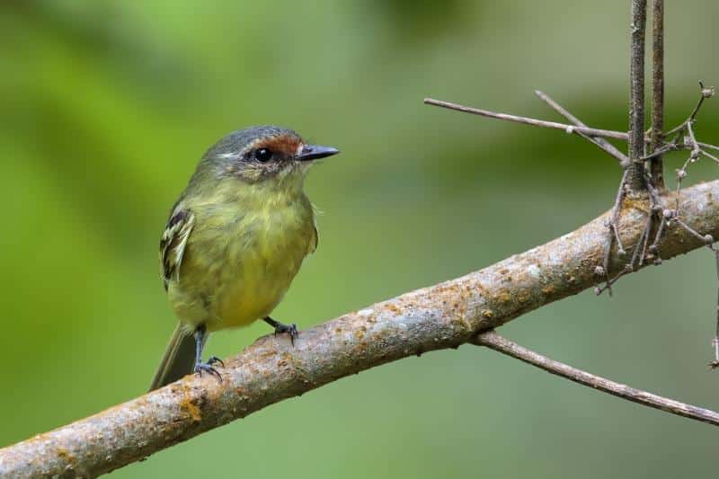Bahia_Tyrannulet