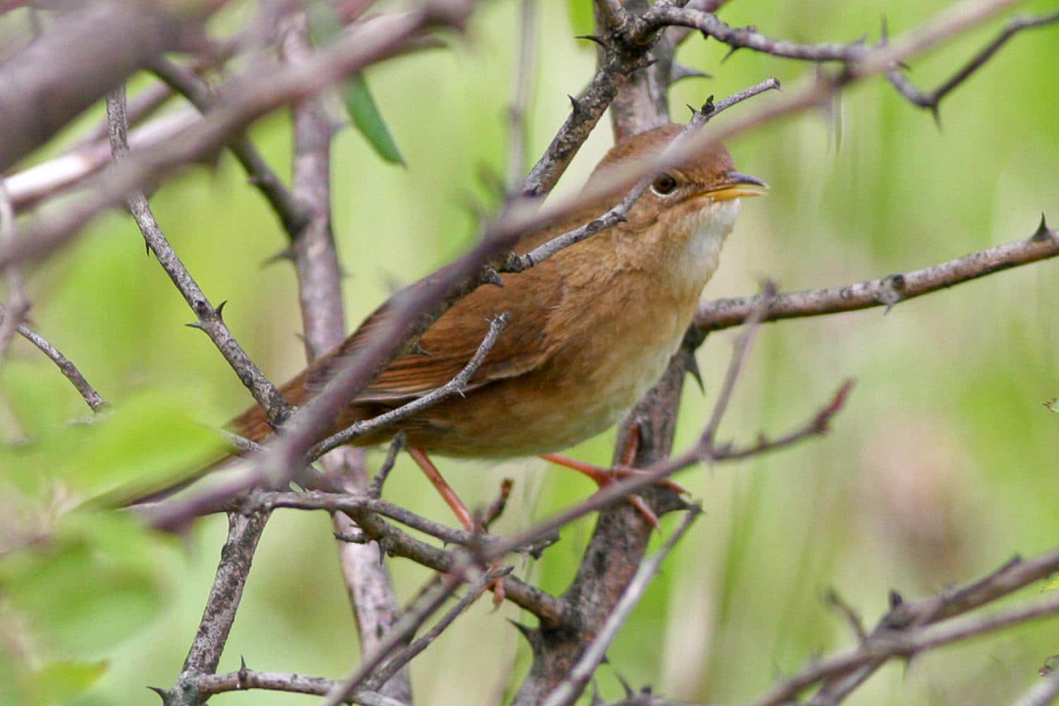 Baikal_Bush_Warbler