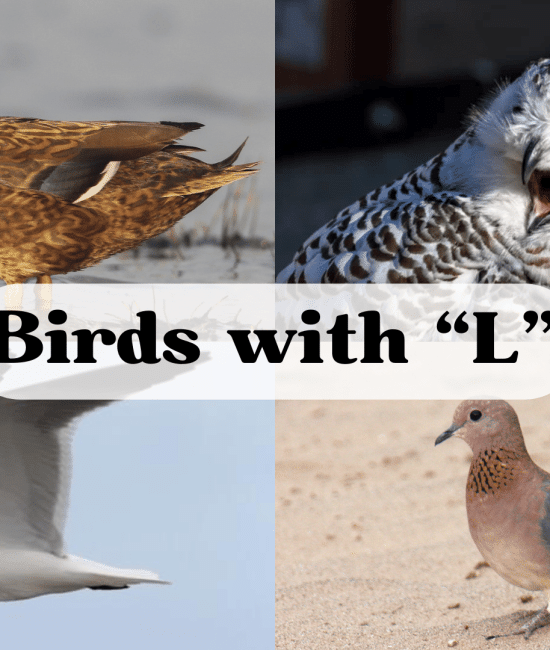 Bird Starting with The Letter "L"