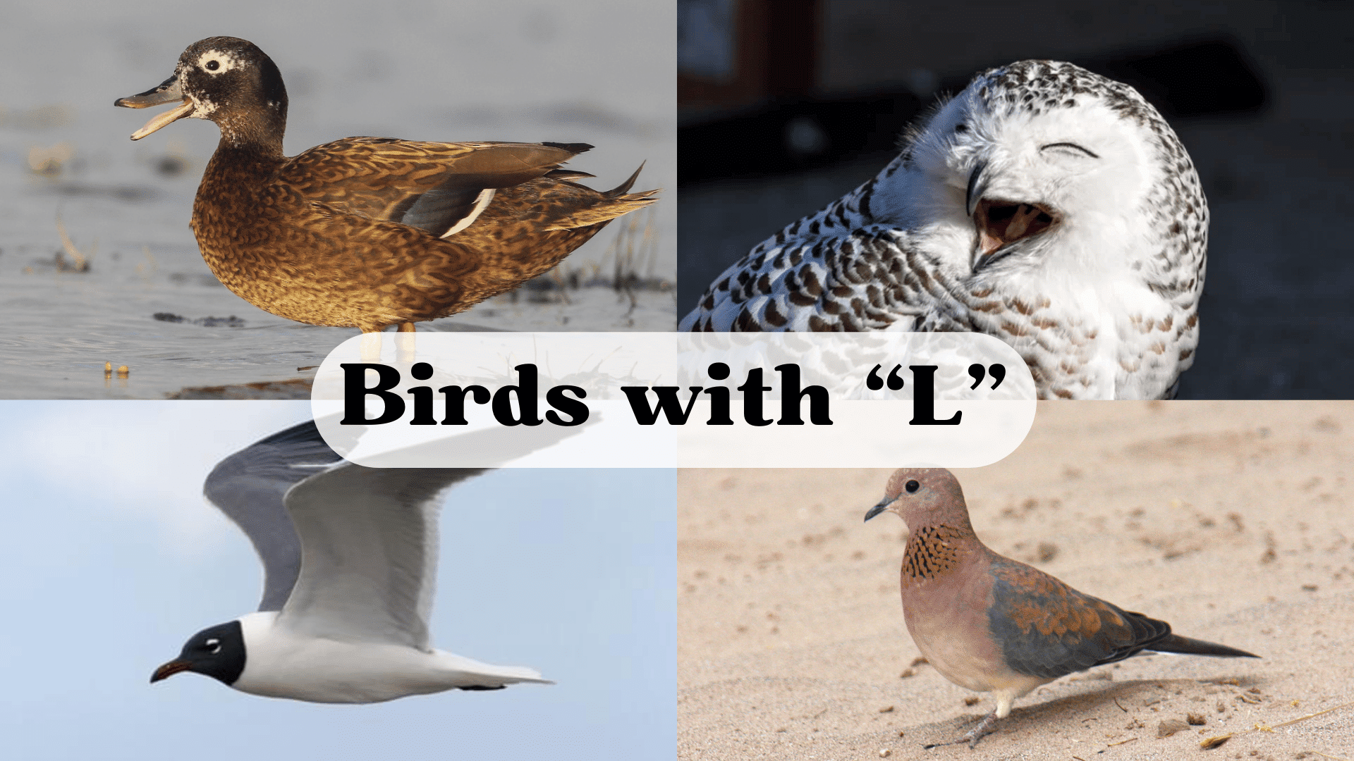 Bird Starting with The Letter "L"