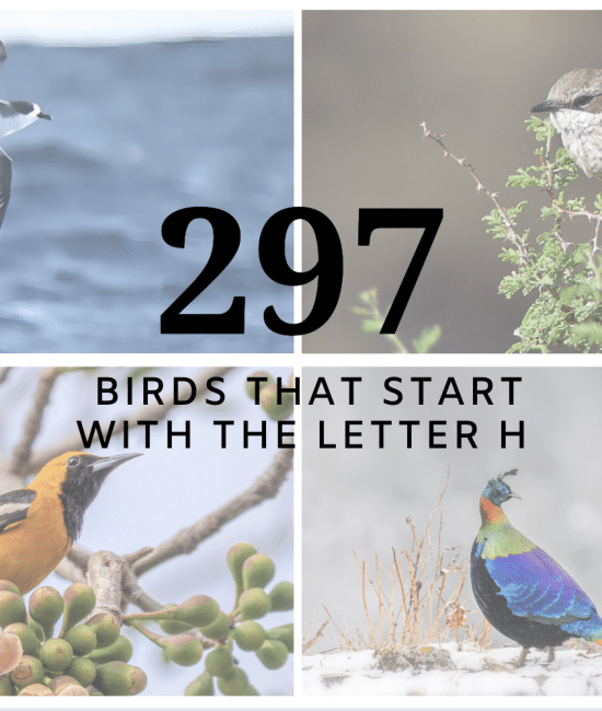Birds That Start With the Letter "H"