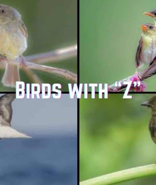 Birds that Start with Z