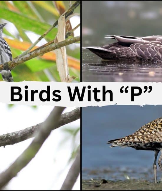 Birds that Start with the Letter "P"