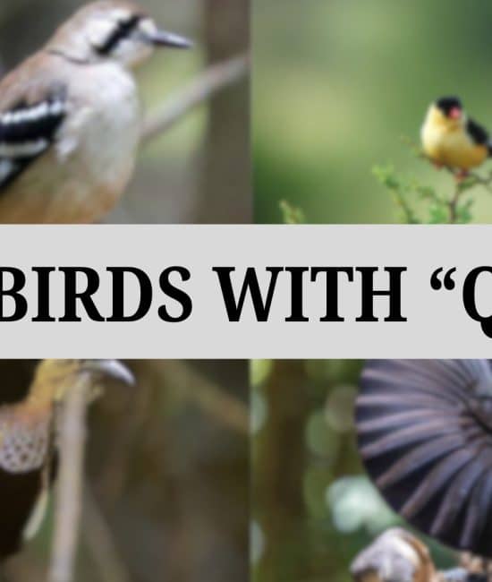 Birds that Starts with The Letter "Q"