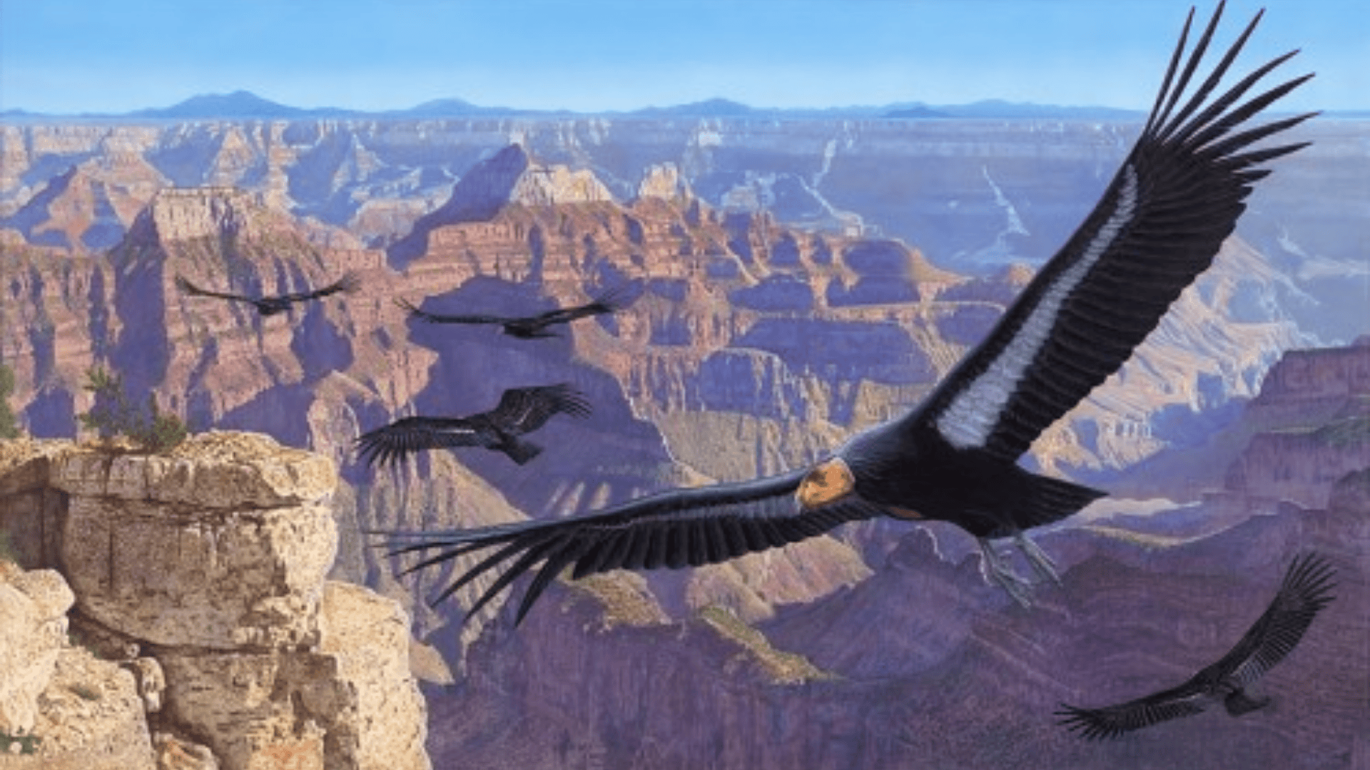 California_Condor