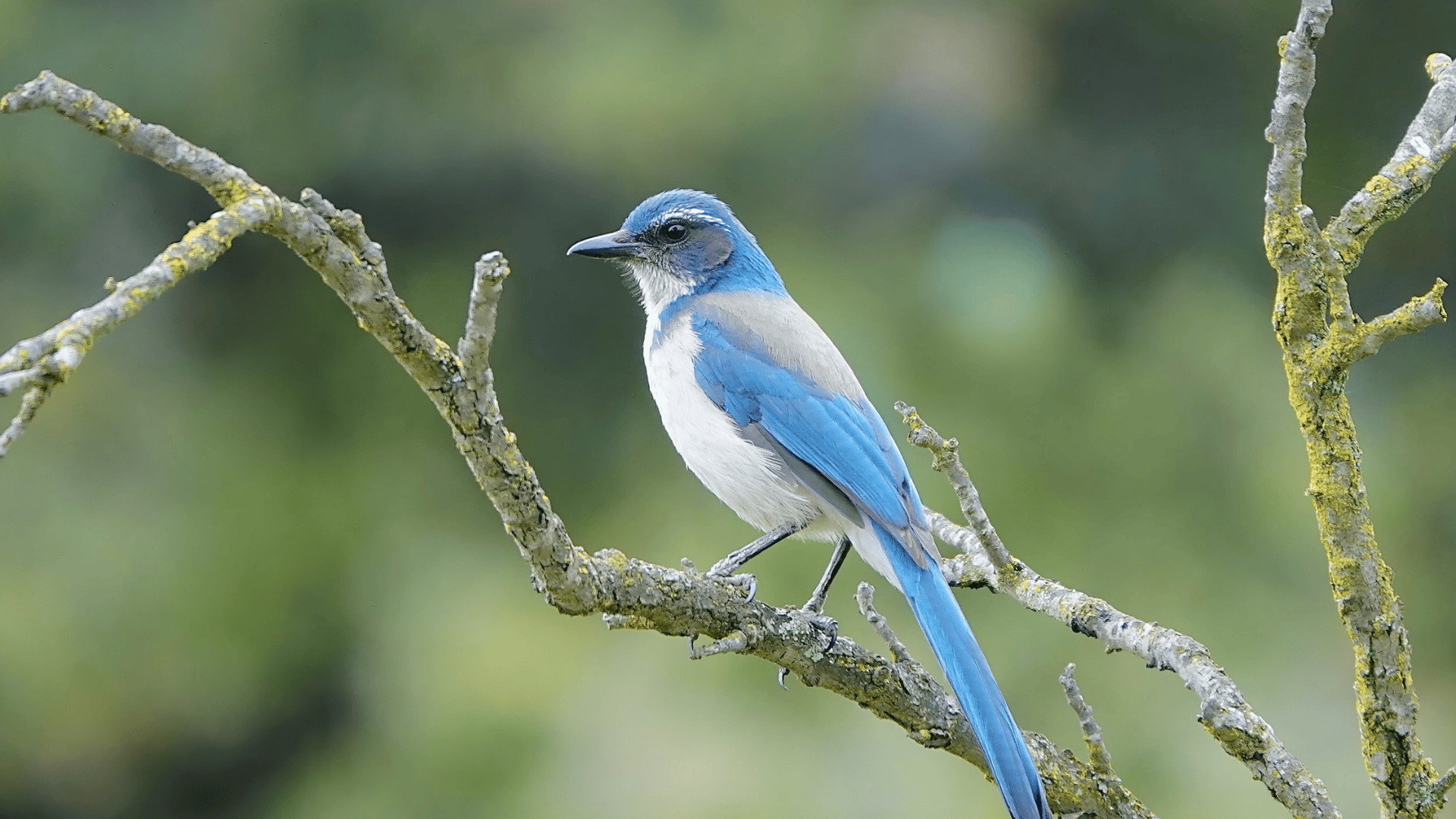California_Scrub-Jay