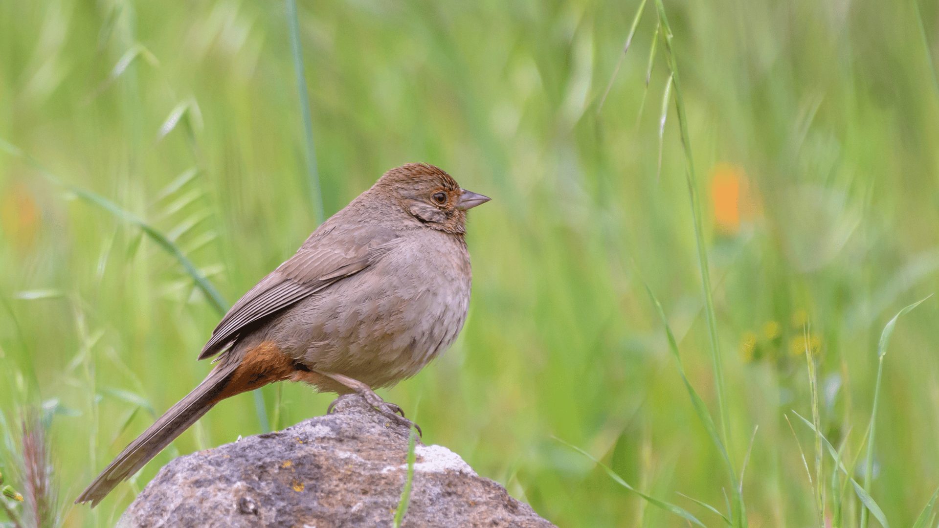 California_Towhee