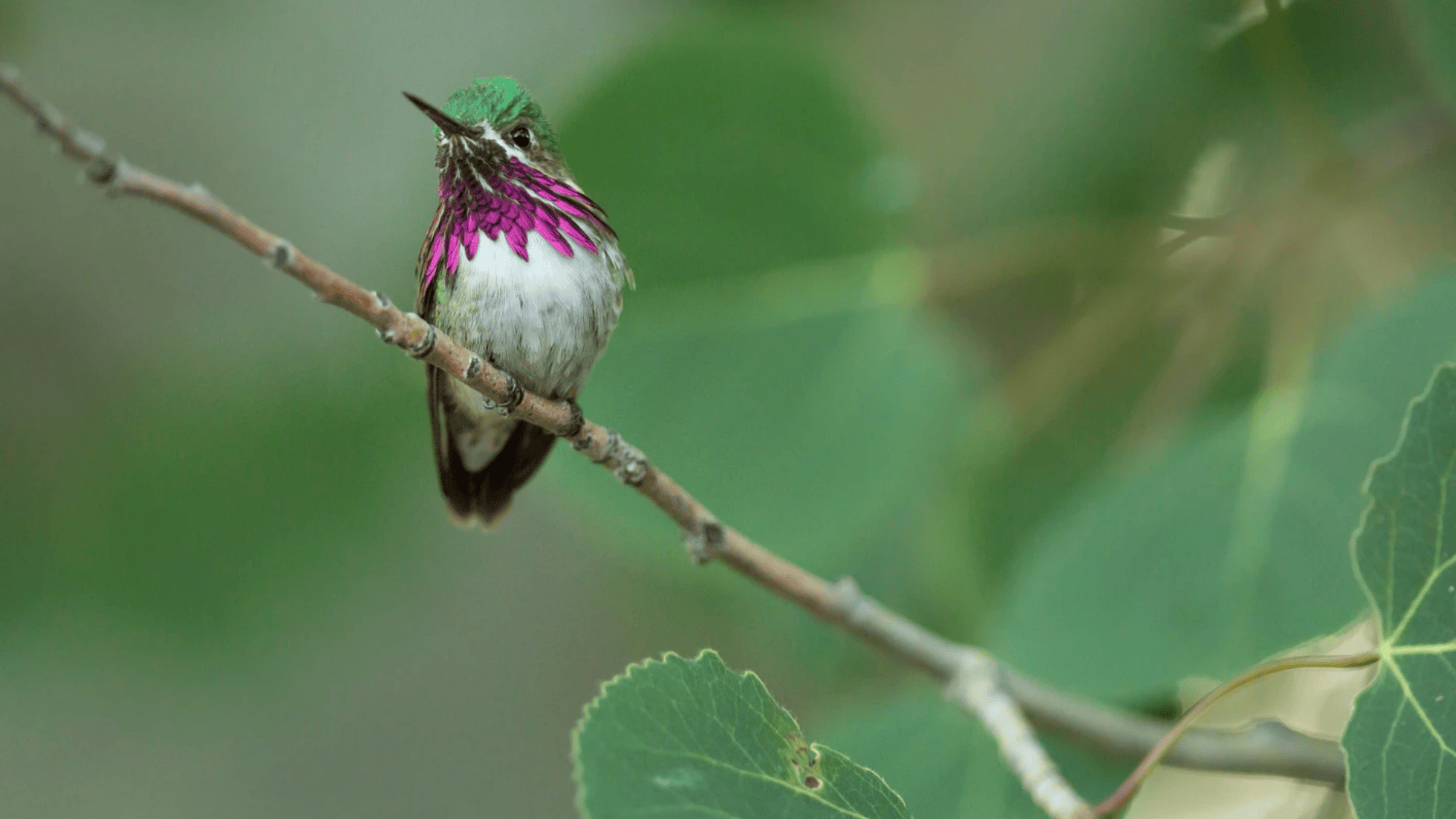 Calliope_Hummingbird