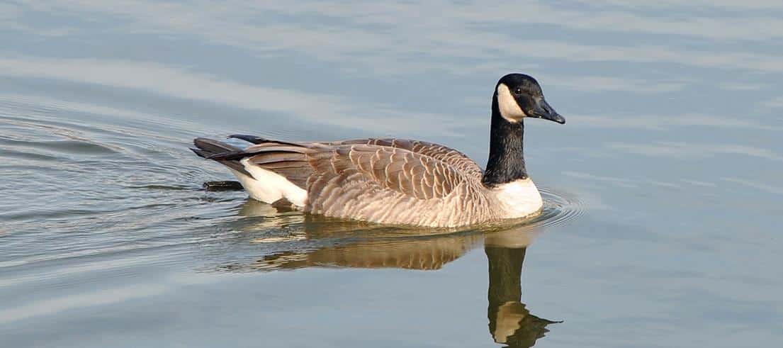 Canada_Goose