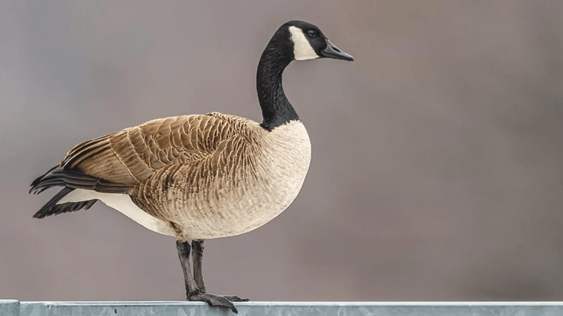 Canada_Goose