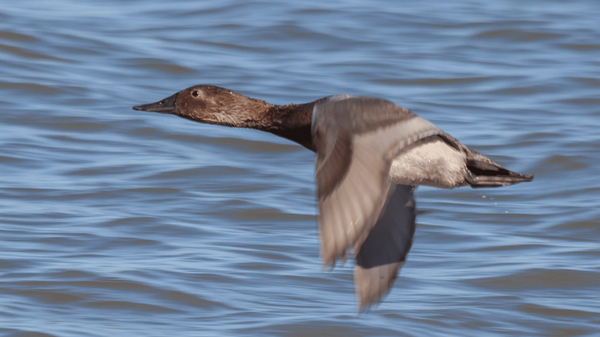 Canvasback