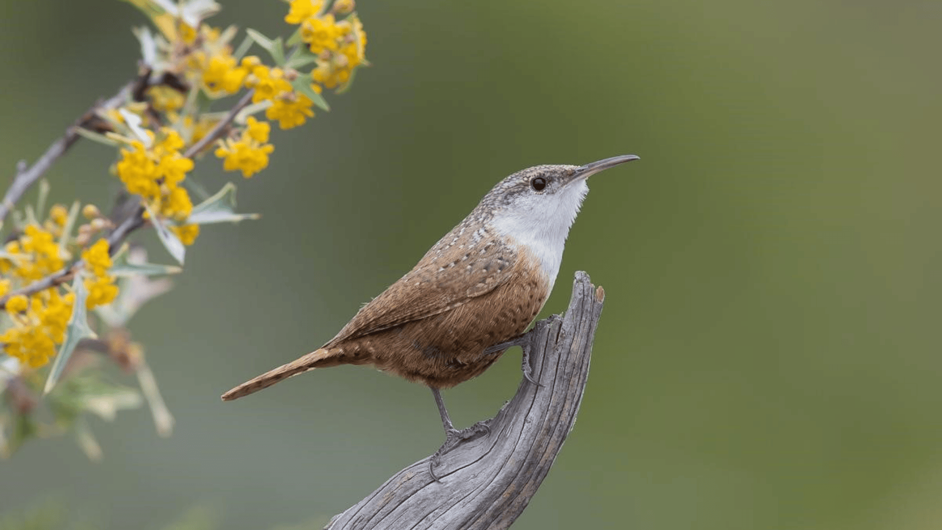 Canyon_Wren