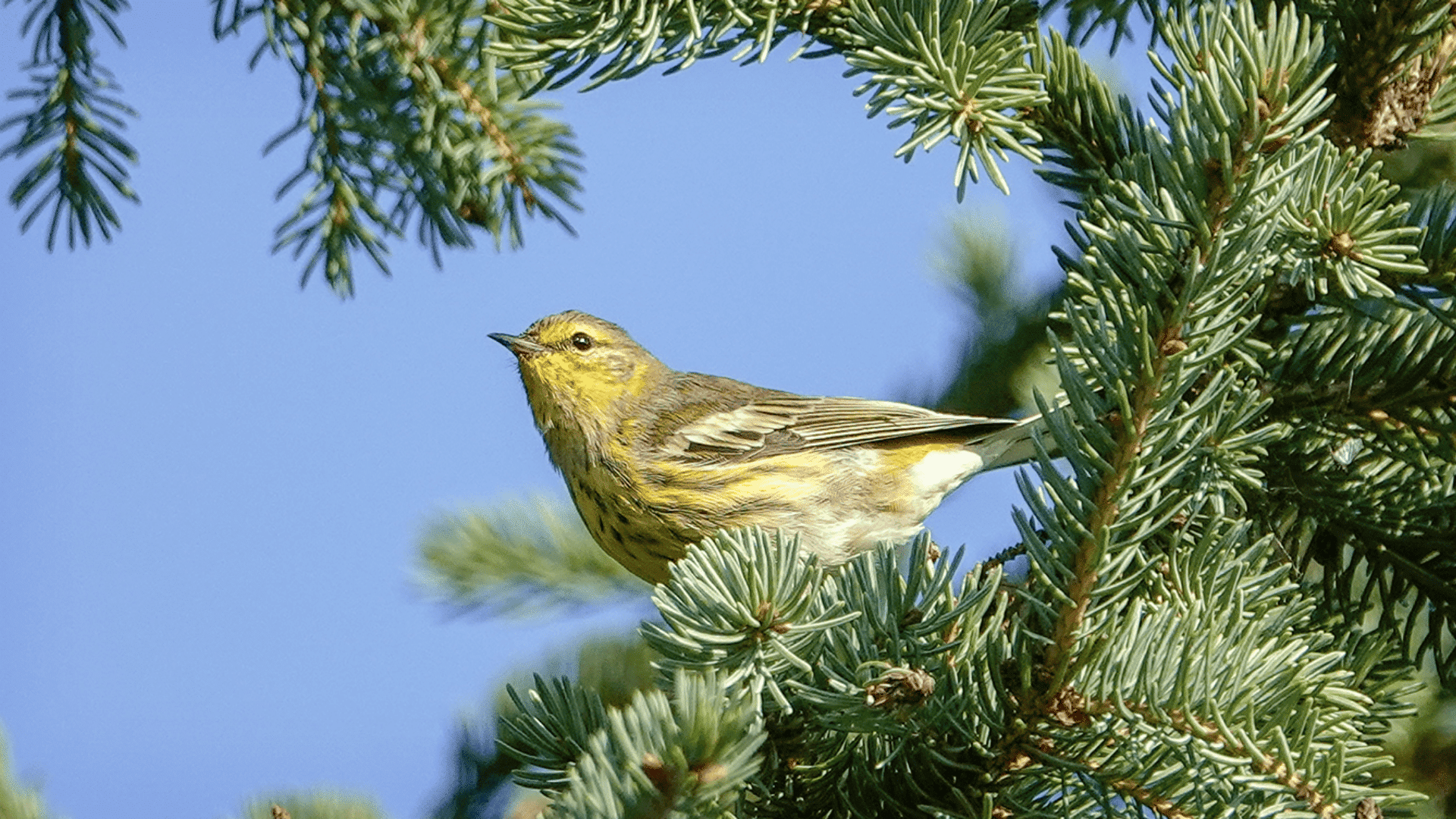 Cape_May_Warbler