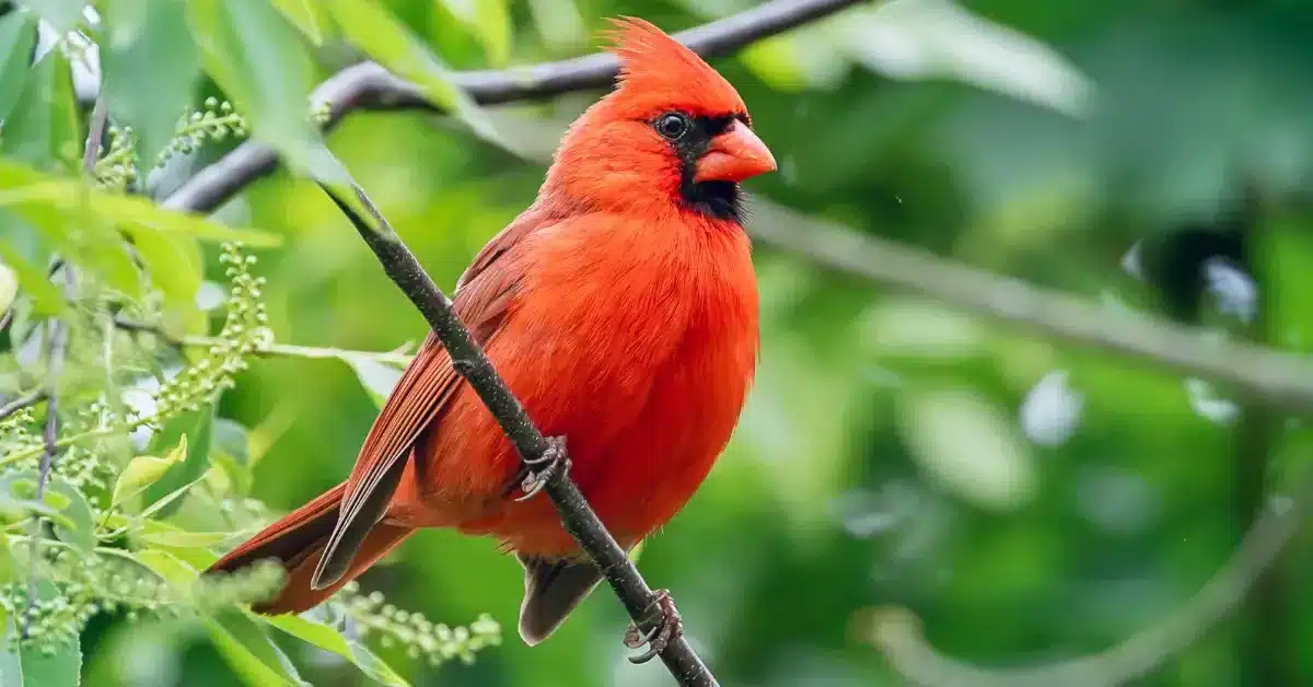 Cardinal