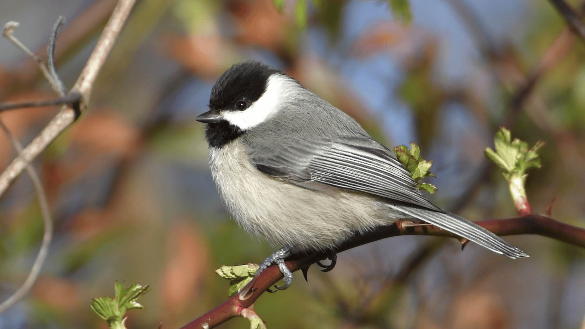 Carolina_Chickadee