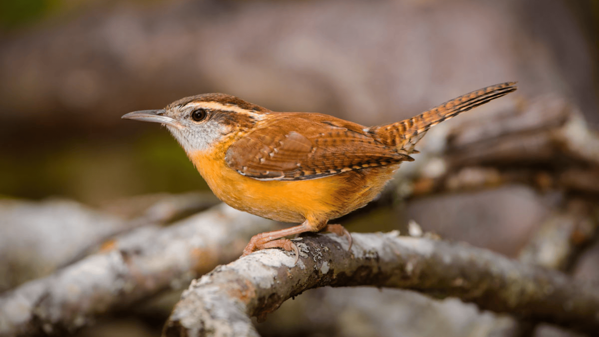Carolina_Wren