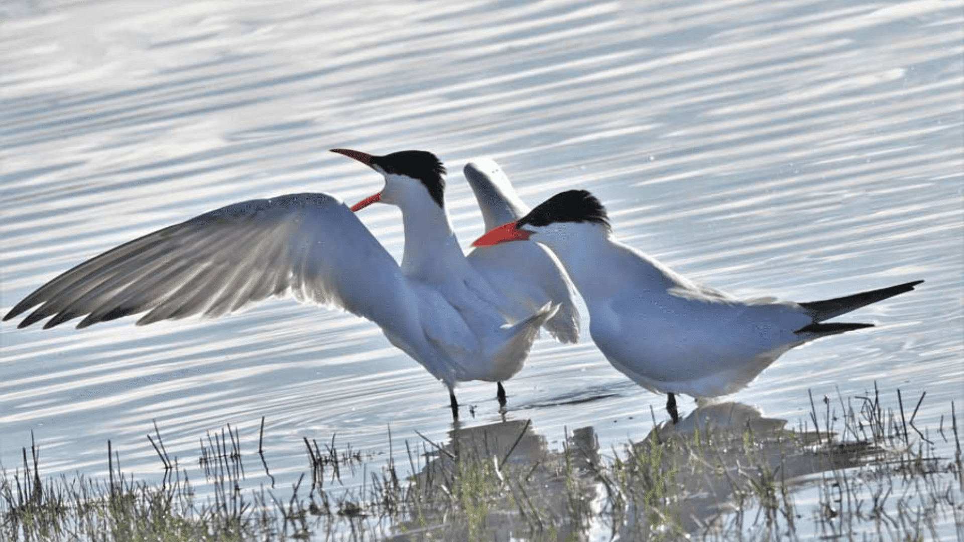 Caspian_Tern