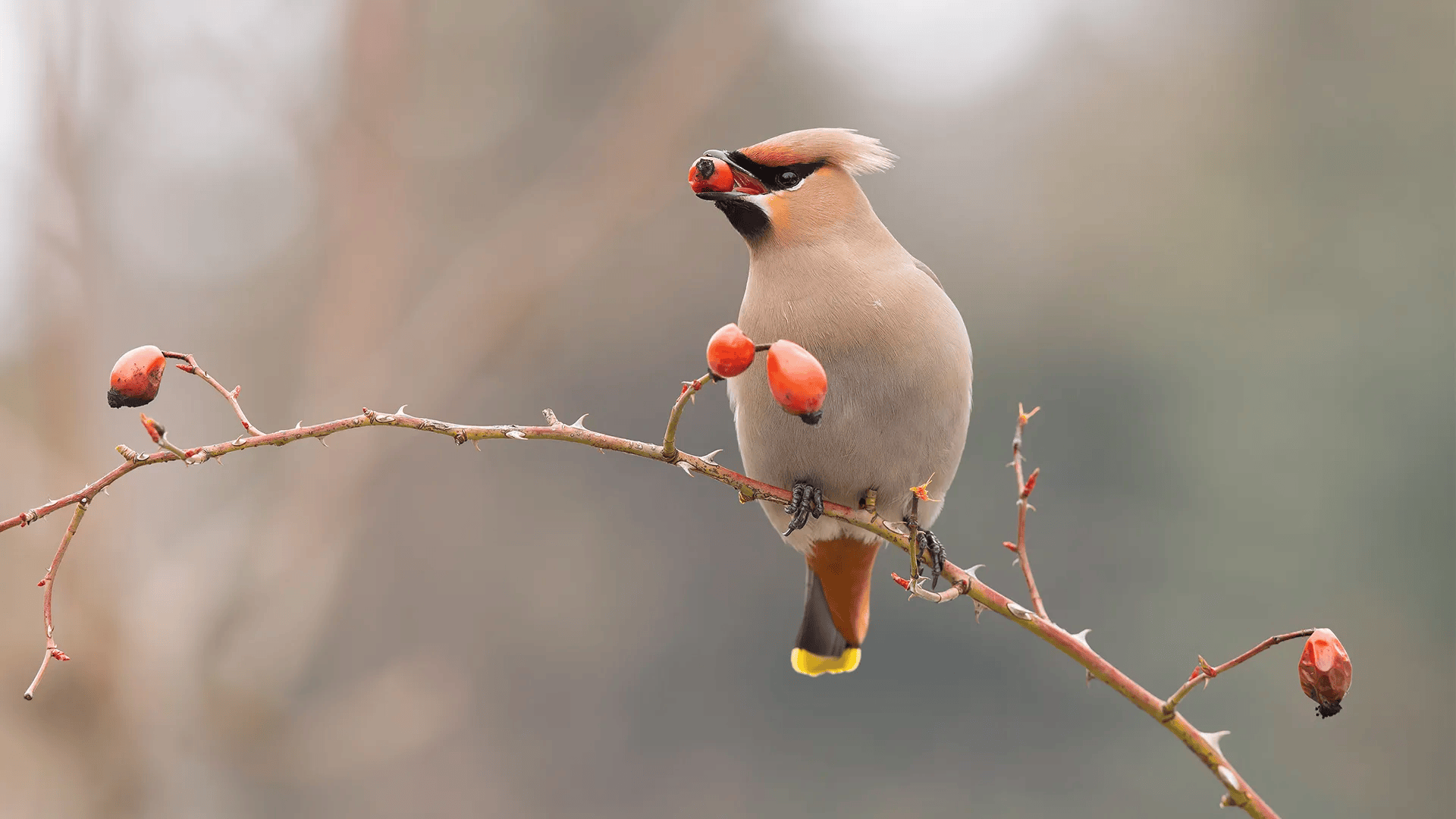 Cedar_Waxwing