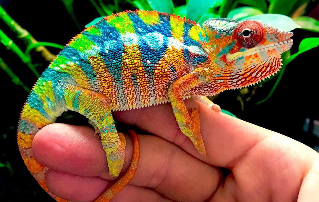 Chameleon