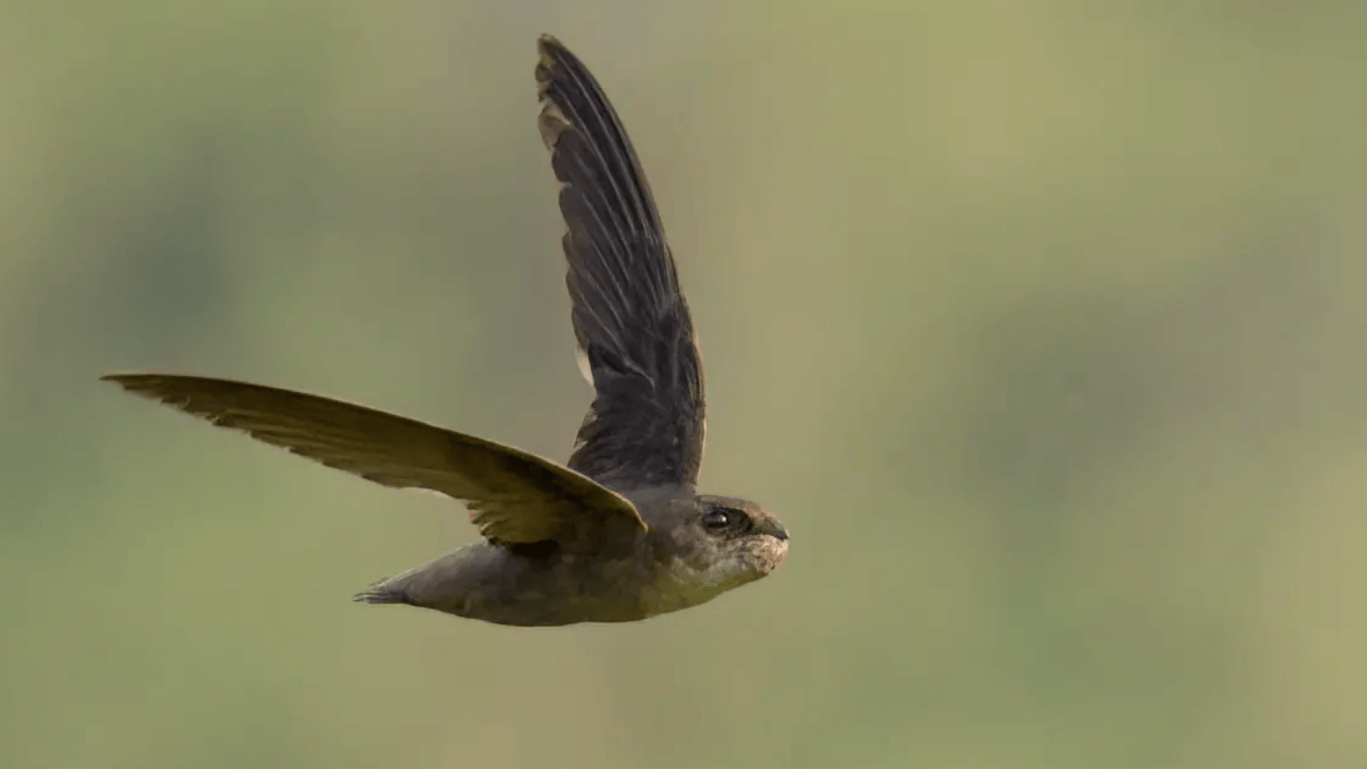 Chimney_Swift