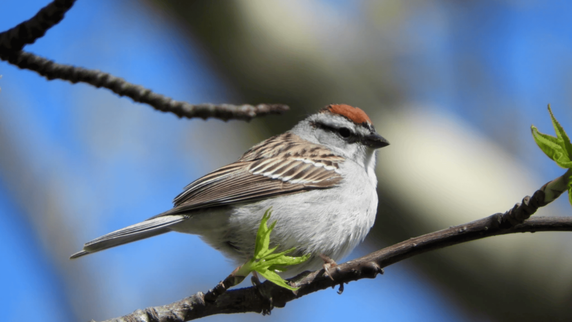 Chipping_Sparrow