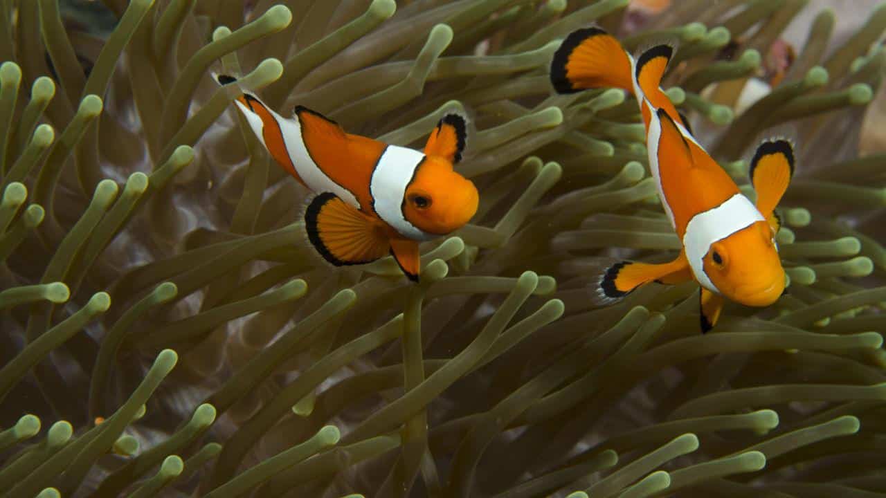 Clownfish