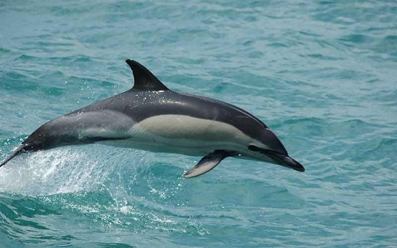 Common_Dolphin