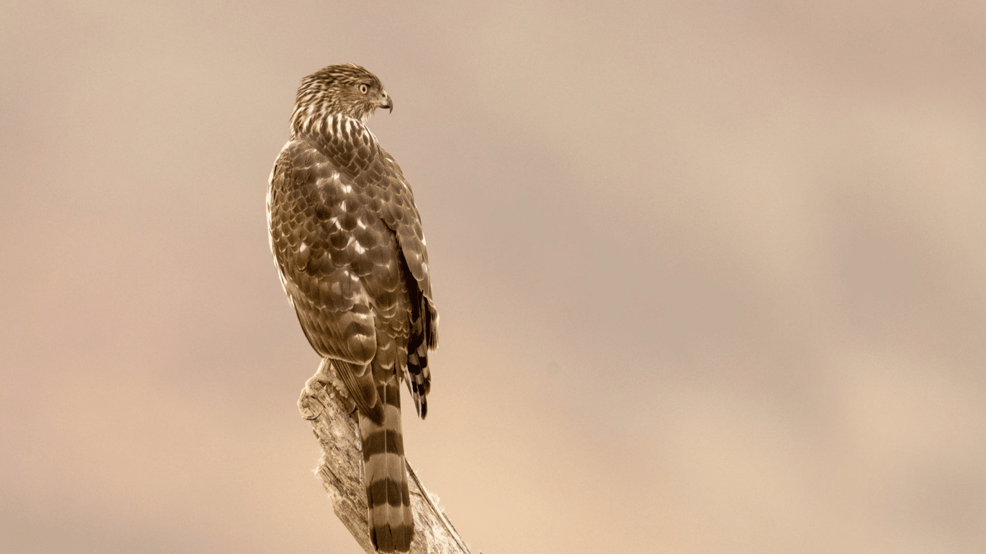 Coopers_Hawk