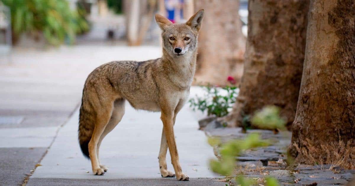 Coyote