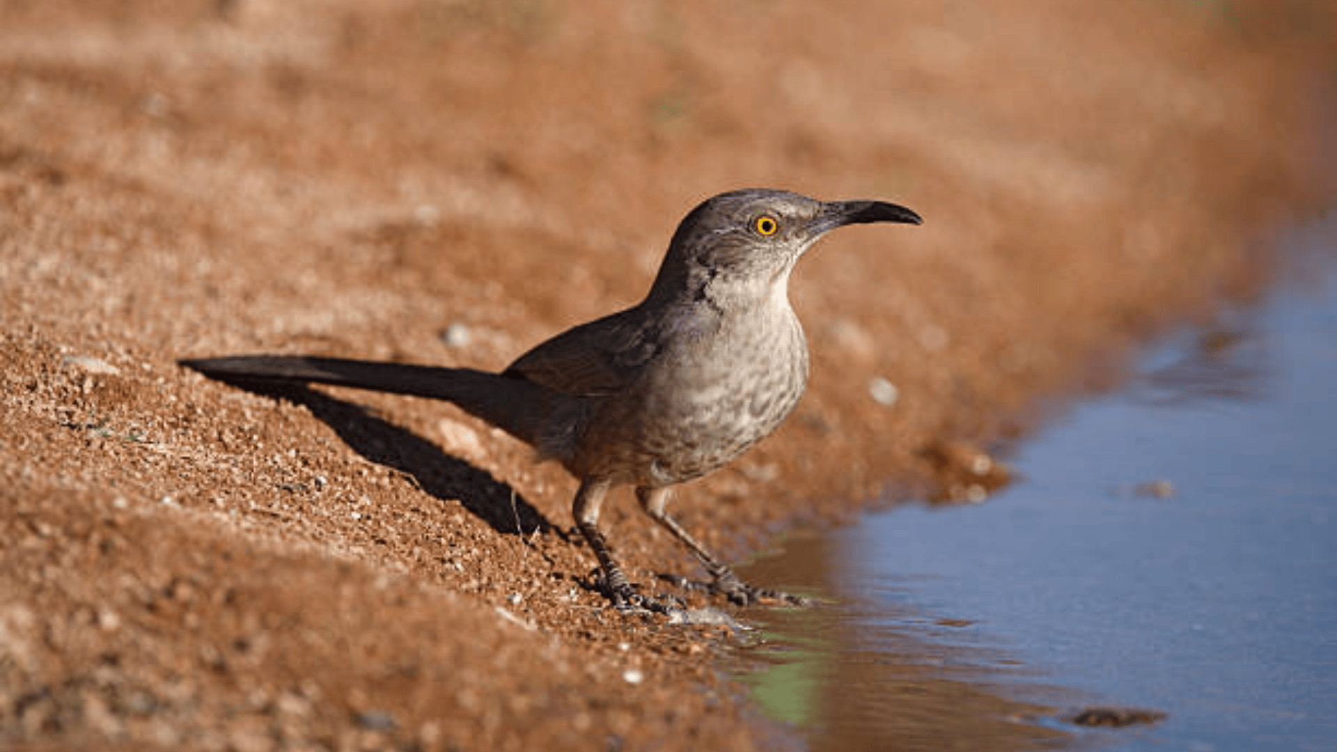 Curve-billed Thrasher