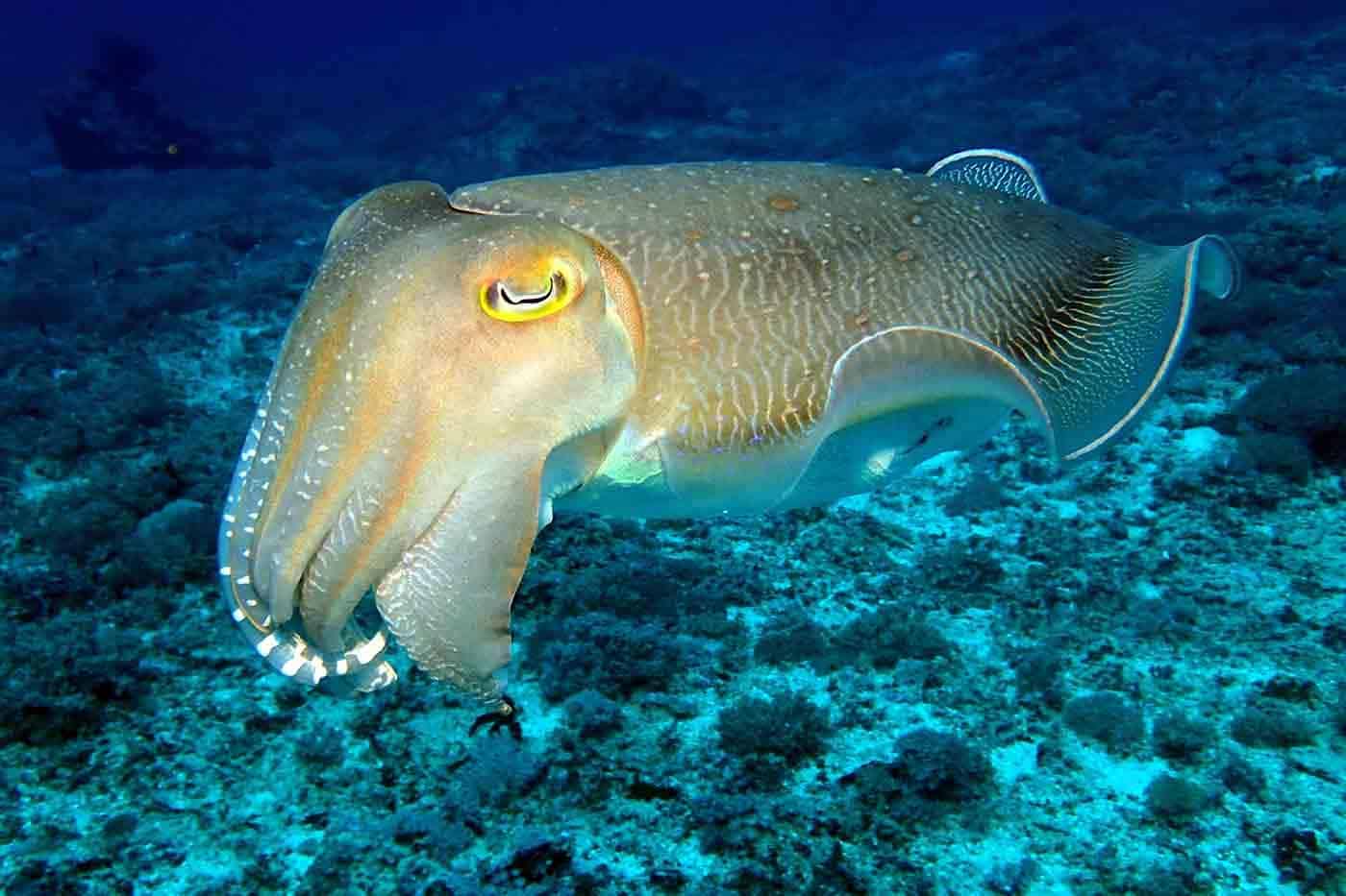 Cuttlefish