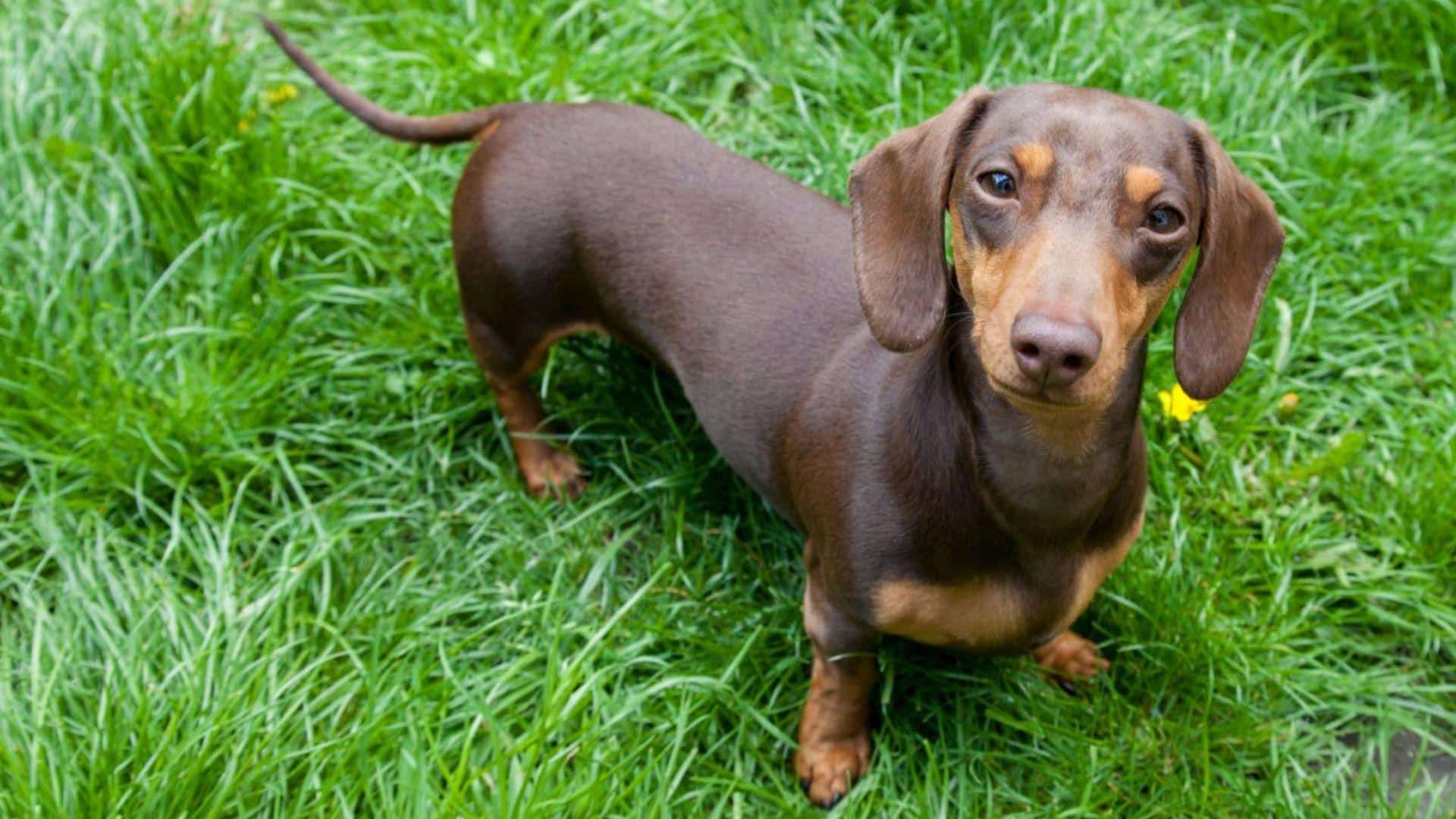 D-1_Dachshund