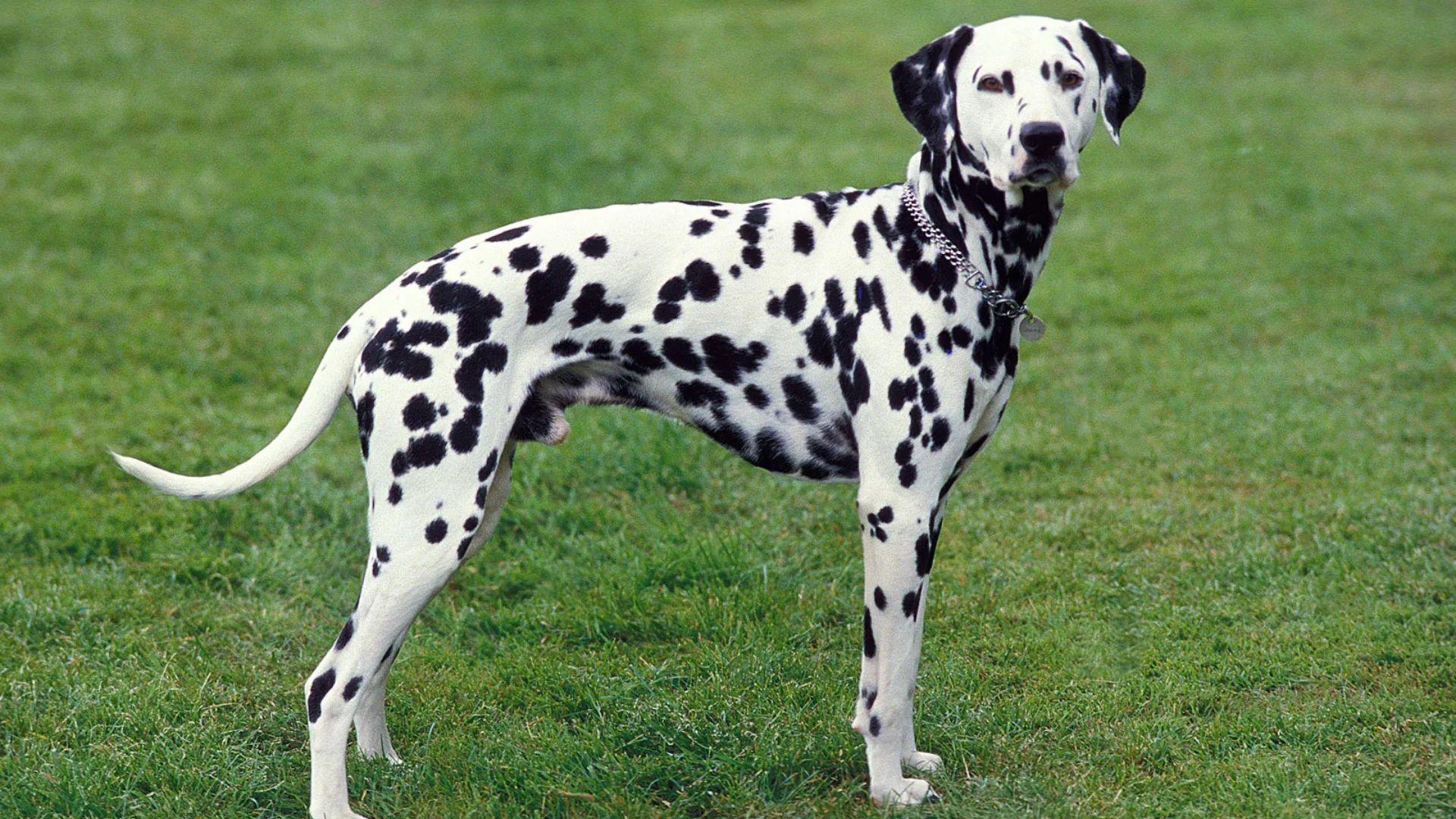 D-2_Dalmatian