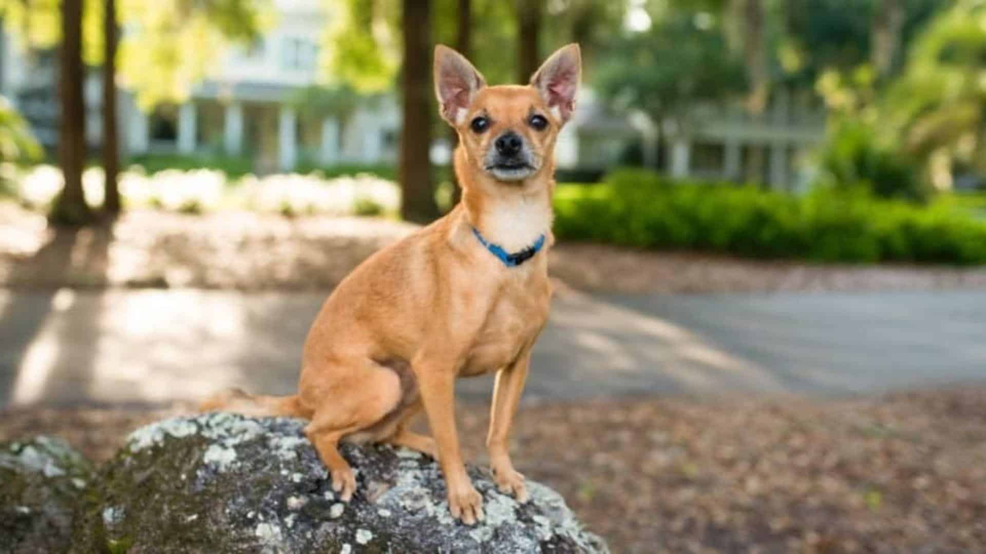 D-4_Deer_Head_Chihuahua