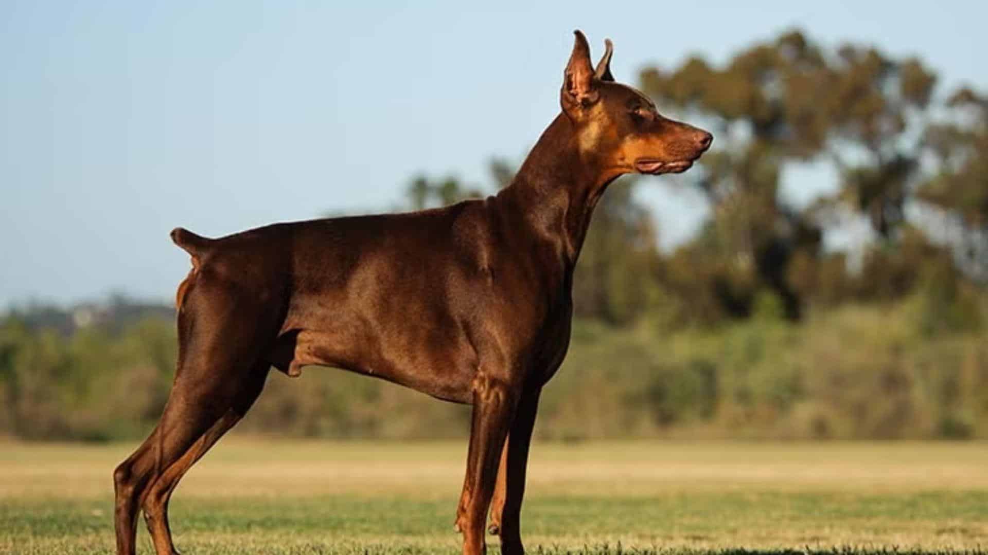 D-6_Doberman_Pinscher