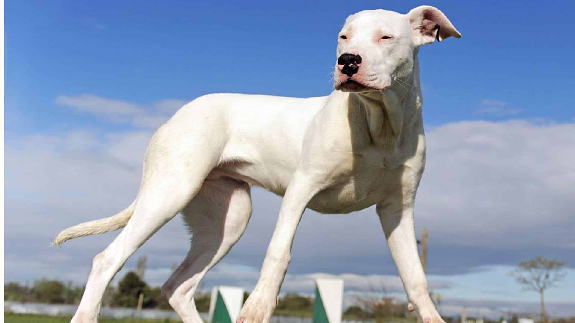 D-8_Dogo_Argentino