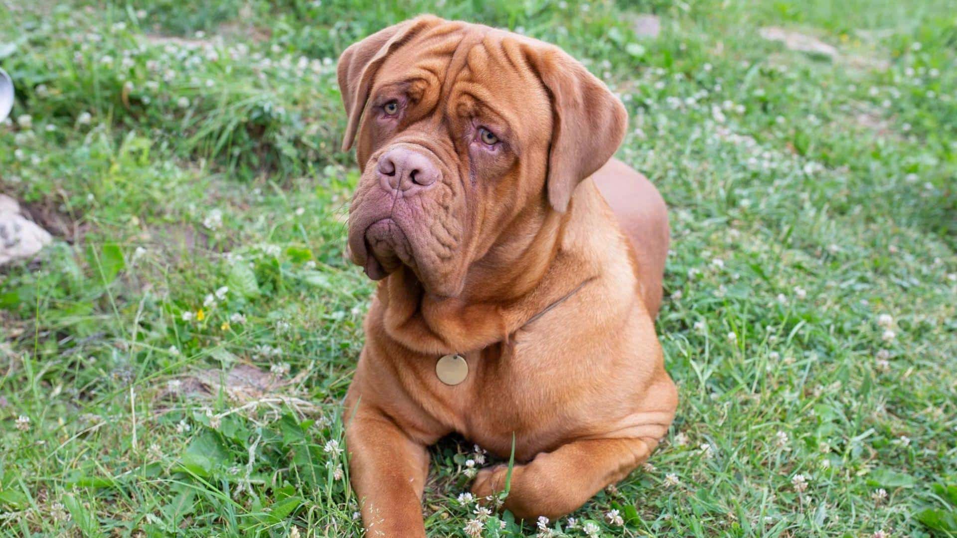 D-9_Dogue_De_Bordeaux