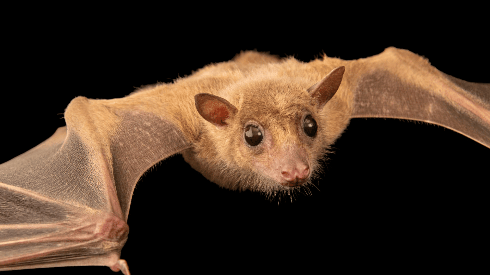 E-11_Egyptian_Fruit_Bat