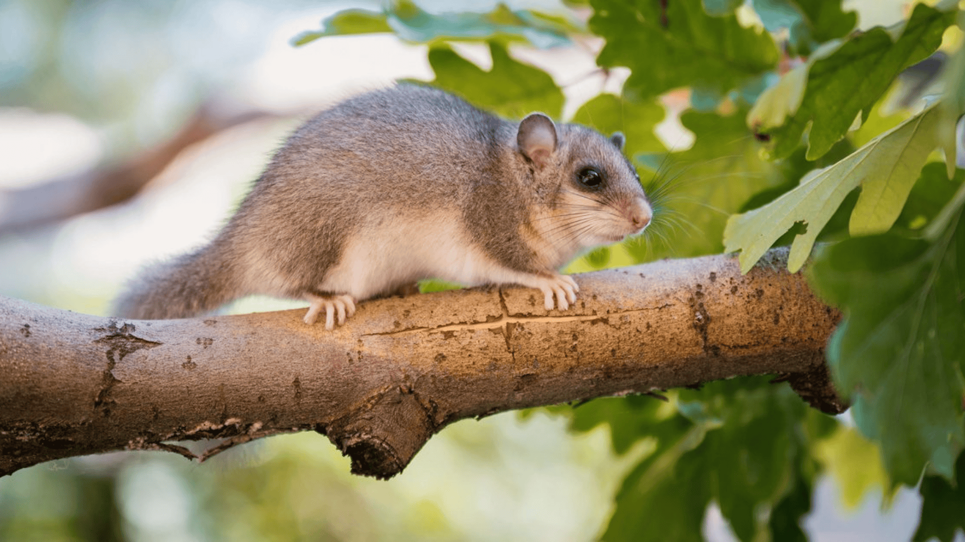 E-13_Edible_Dormouse