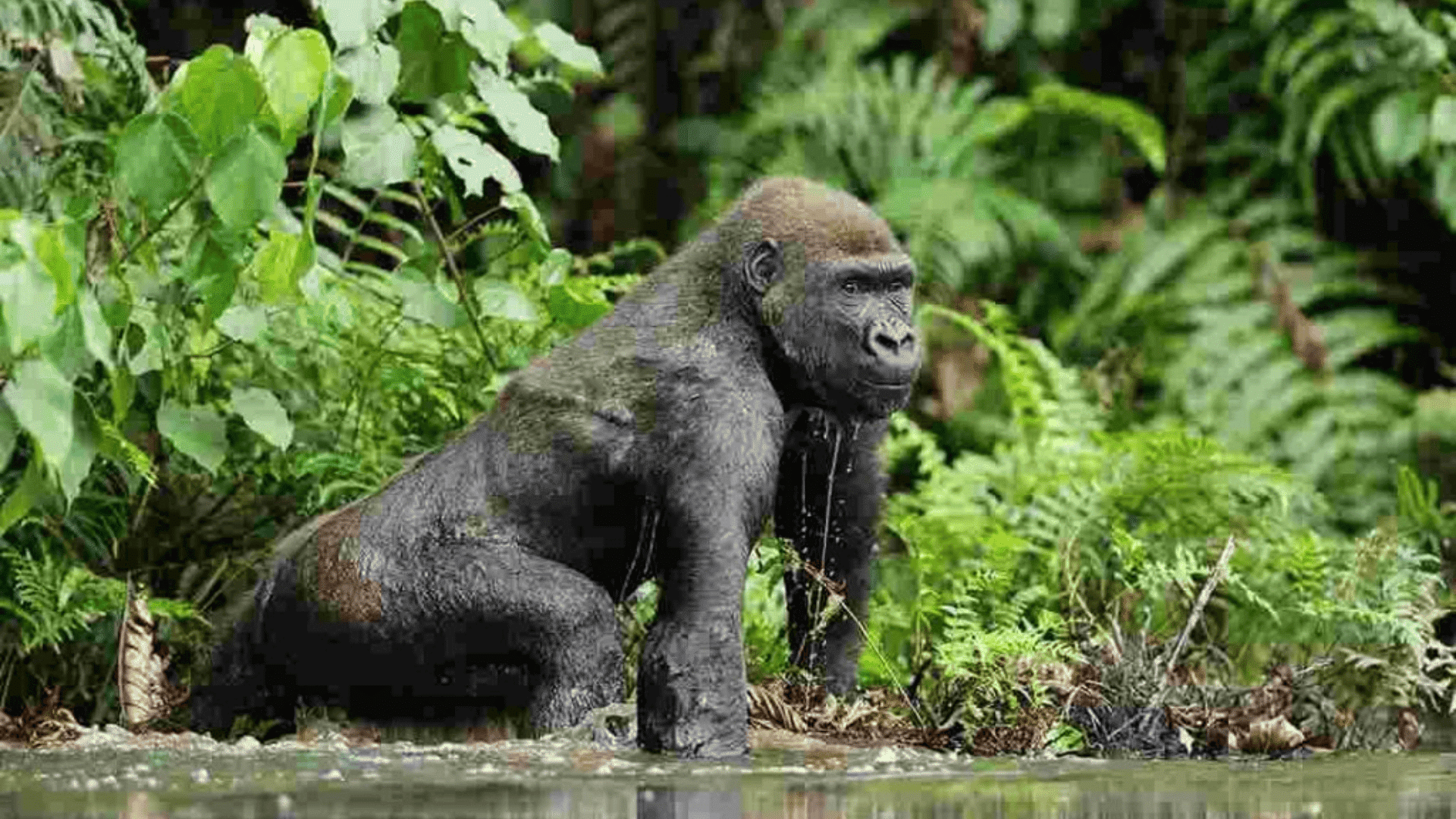 E-14_Eastern_Lowland_Gorilla