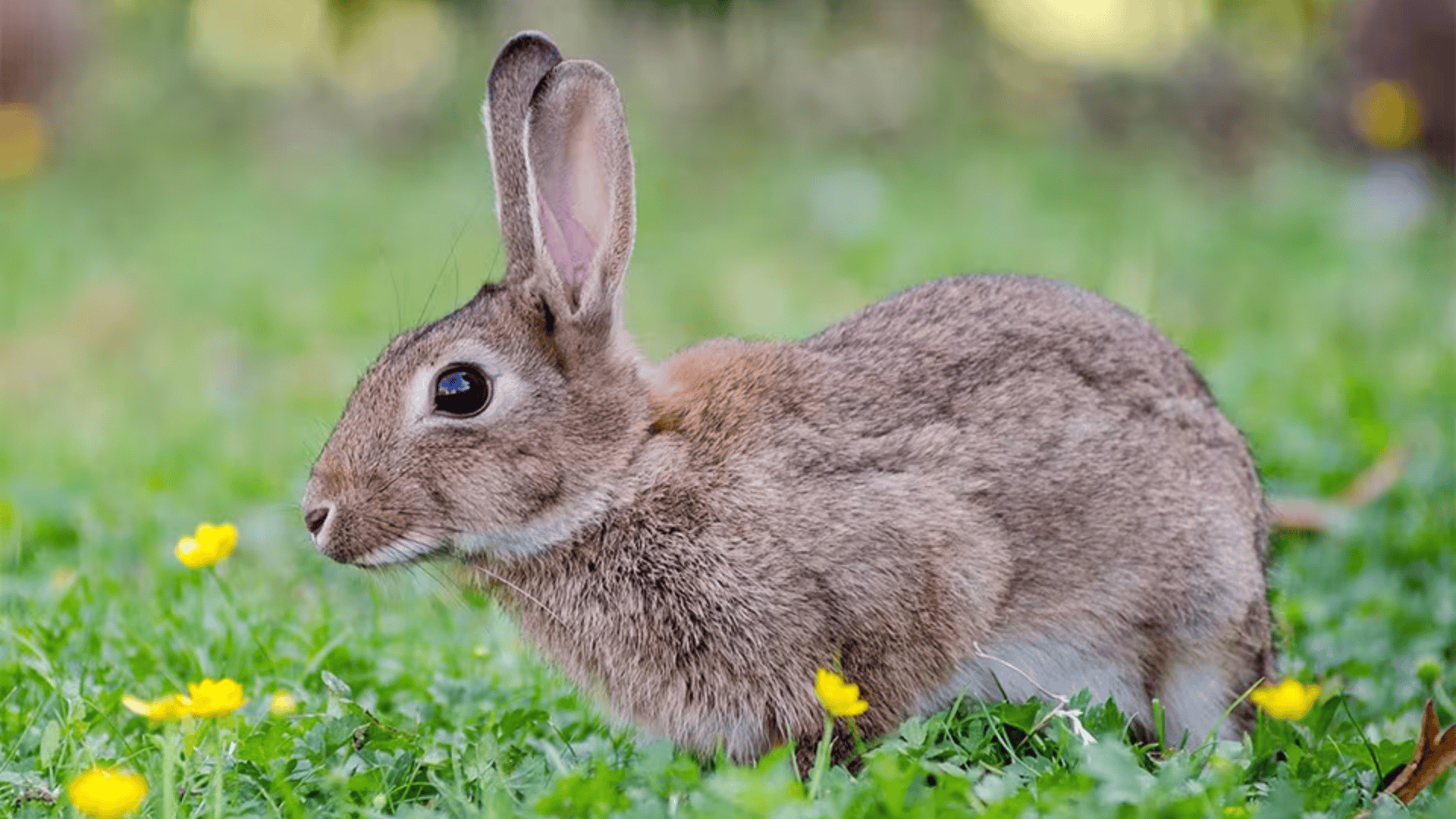 E-15_European_Rabbit