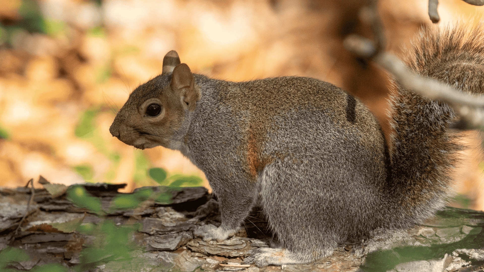 E-7_Eastern_Gray_Squirrel