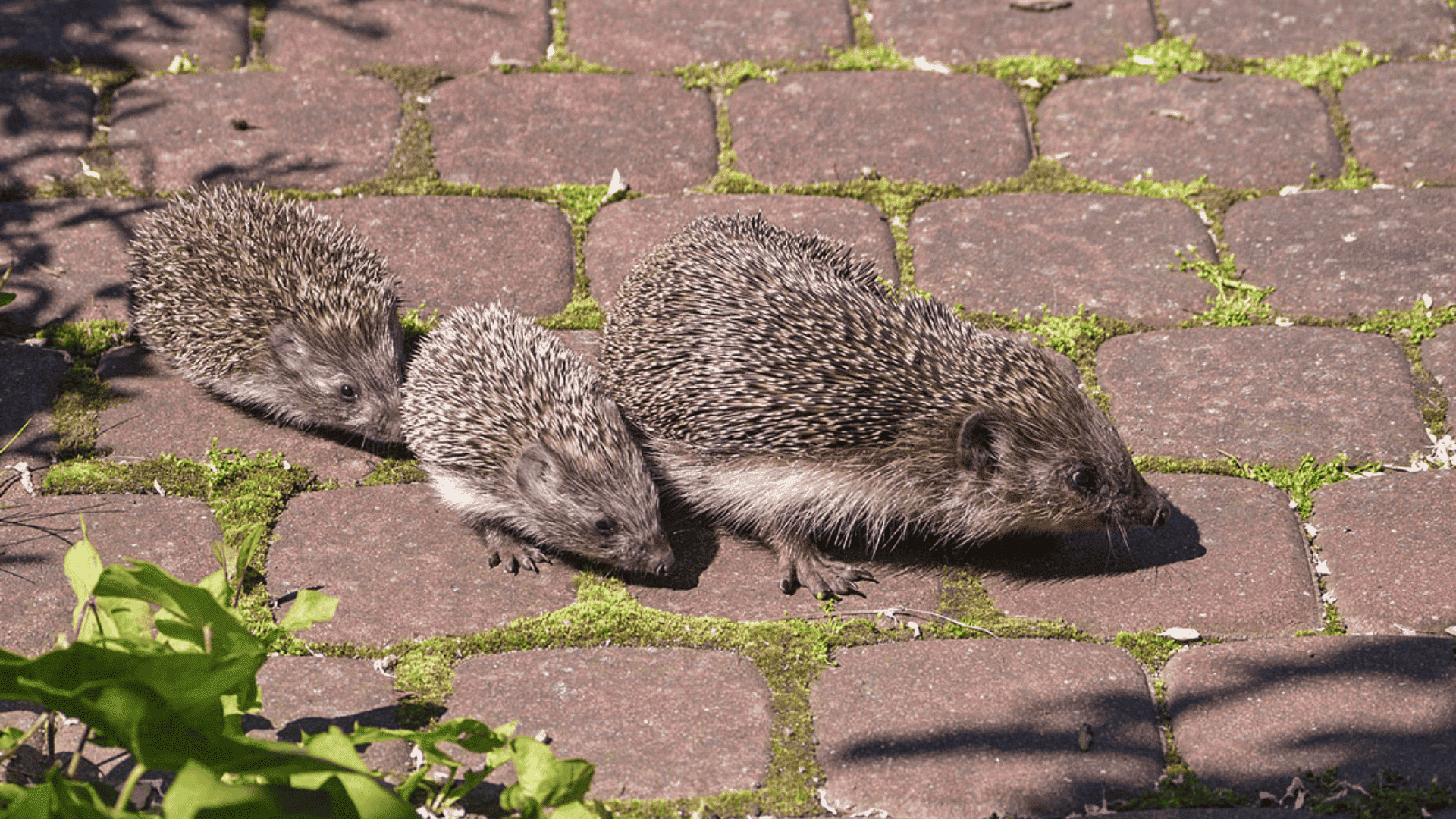 E-9_European_Hedgehog