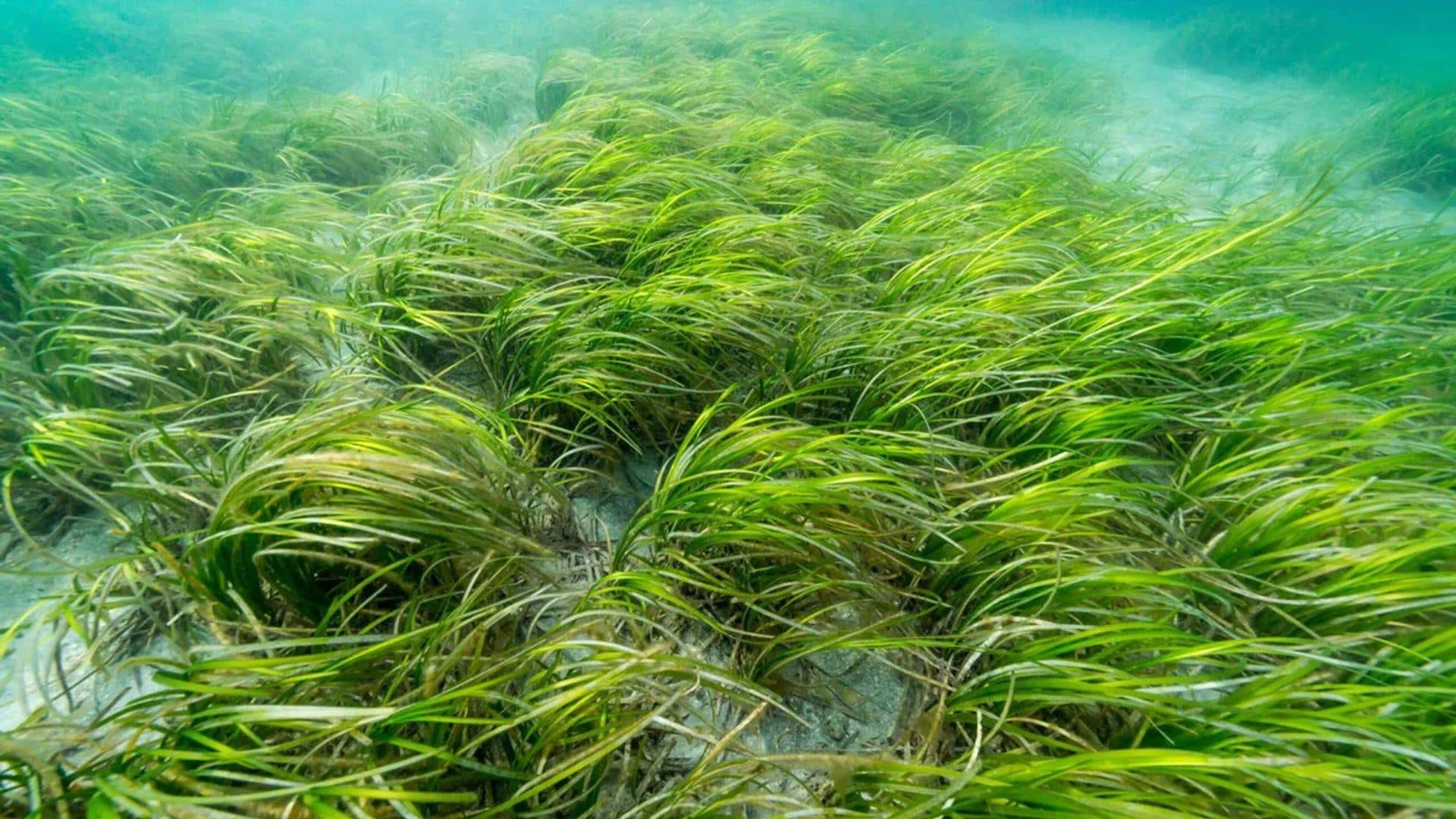 Eelgrass